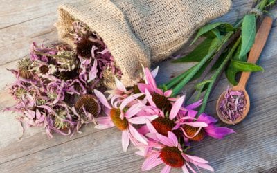 Echinacea for Wellness